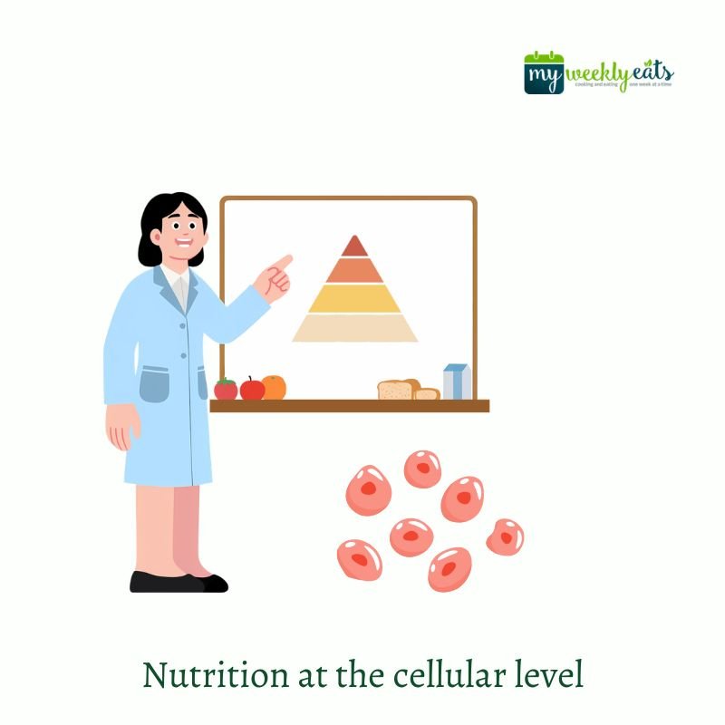 nutrition at cellular level